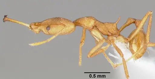 Strumigenys bibiolona - CASENT0005494