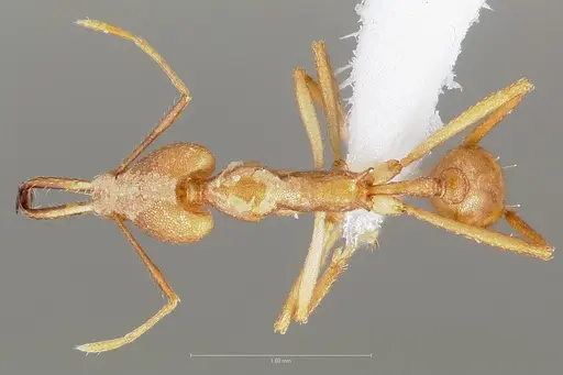 Strumigenys bibiolona - CASENT0005495