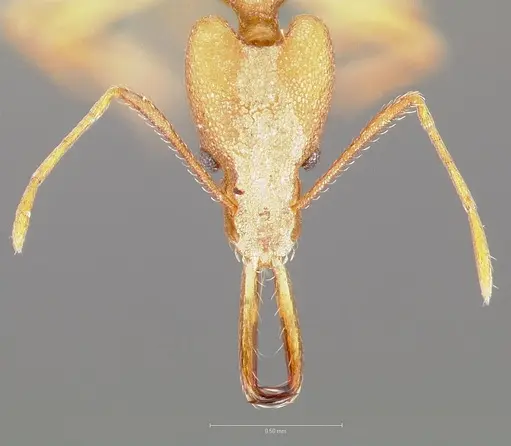 Strumigenys bibiolona - CASENT0005495