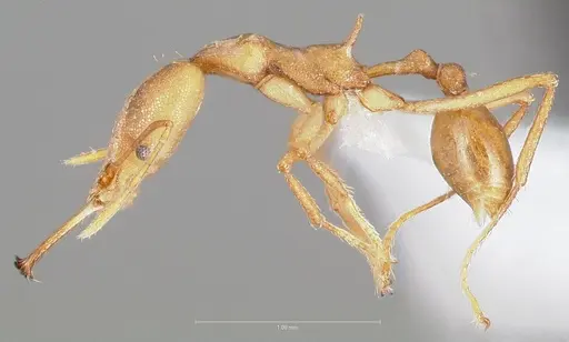 Strumigenys bibiolona - CASENT0005495