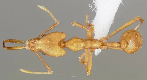 Strumigenys bibiolona - CASENT0005496