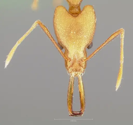 Strumigenys bibiolona - CASENT0005496