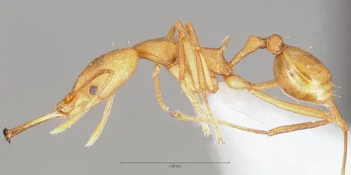 Strumigenys bibiolona - CASENT0005496