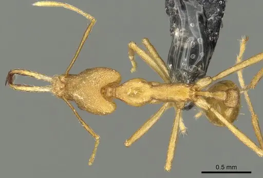 Strumigenys bibiolona - CASENT0900697