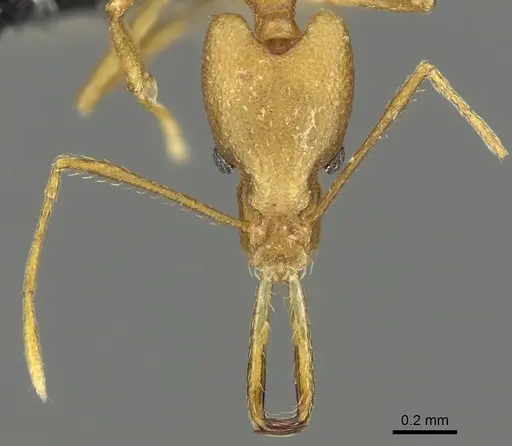 Strumigenys bibiolona - CASENT0900697