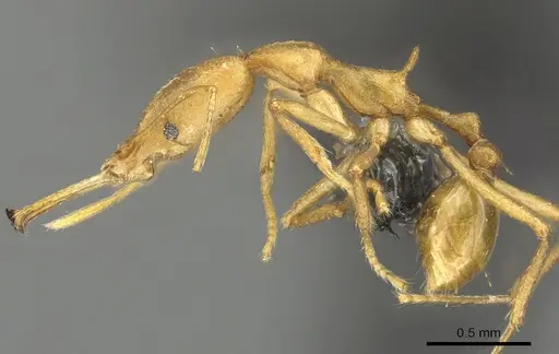 Strumigenys bibiolona - CASENT0900697