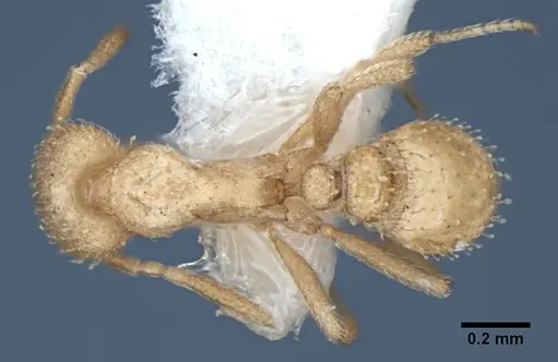 Strumigenys bibis specimen