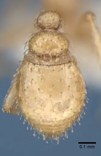 Strumigenys bibis specimen