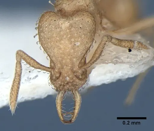 Strumigenys bibis specimen