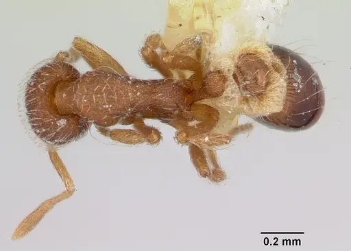 Strumigenys bimarginata specimen