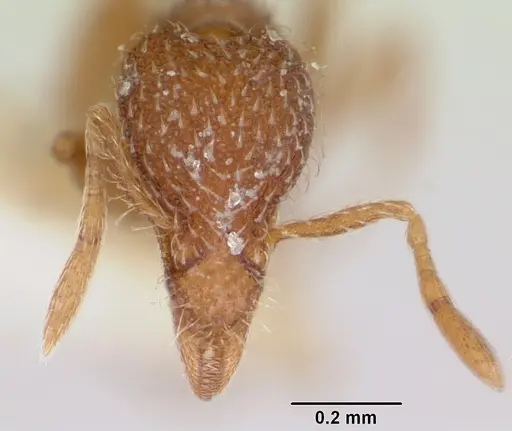 Strumigenys bimarginata specimen