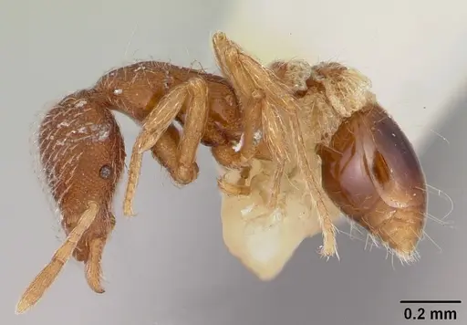 Strumigenys bimarginata specimen