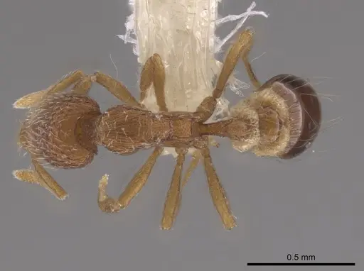 Strumigenys bimarginata - CASENT0648374