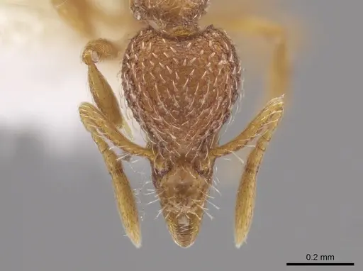 Strumigenys bimarginata - CASENT0648374