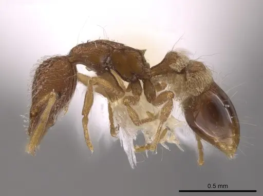 Strumigenys bimarginata - CASENT0648374