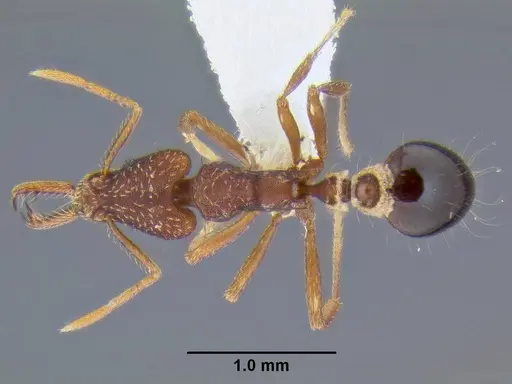 Strumigenys biolleyi specimen