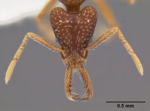 Strumigenys biolleyi specimen