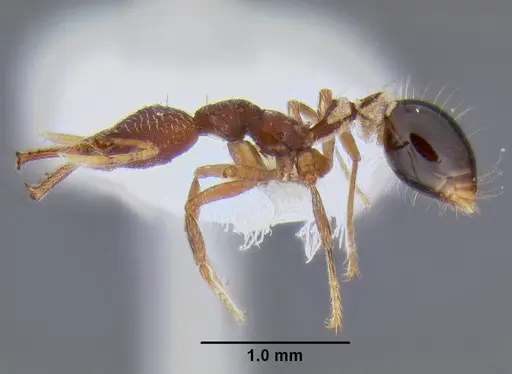 Strumigenys biolleyi specimen