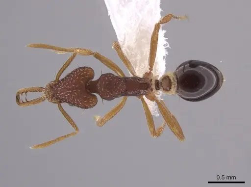 Strumigenys biolleyi - CASENT0653674