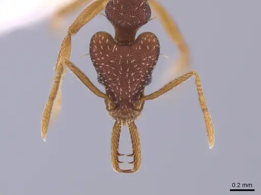 Strumigenys biolleyi - CASENT0653674