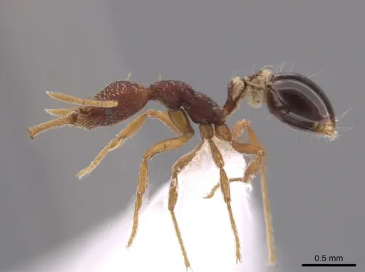 Strumigenys biolleyi - CASENT0653674