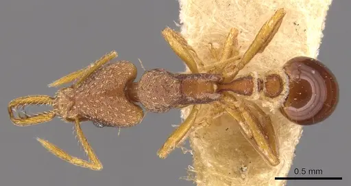 Strumigenys biolleyi - CASENT0900426