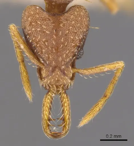 Strumigenys biolleyi - CASENT0900426