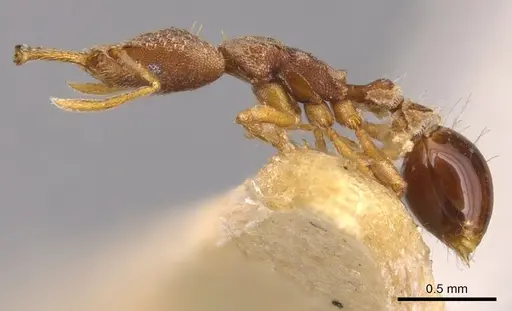 Strumigenys biolleyi - CASENT0900426