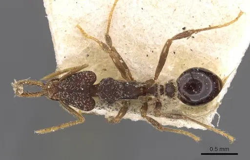 Strumigenys biolleyi - CASENT0909322