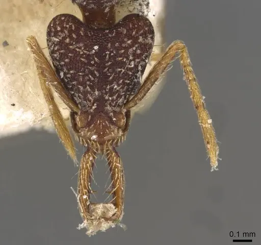 Strumigenys biolleyi - CASENT0909322