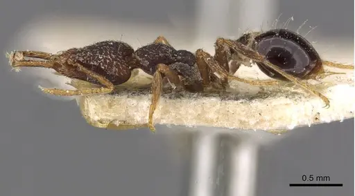 Strumigenys biolleyi - CASENT0909322