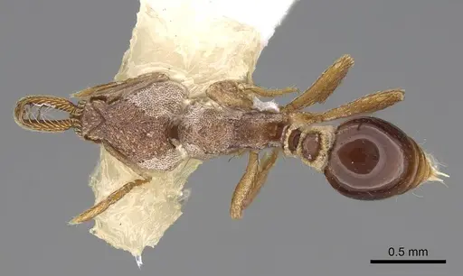 Strumigenys biolleyi - CASENT0914504