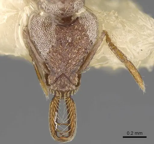 Strumigenys biolleyi - CASENT0914504