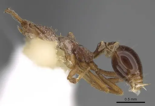 Strumigenys biolleyi - CASENT0914504