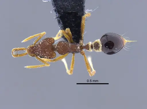 Strumigenys biolleyi - CBUMAGENT41986