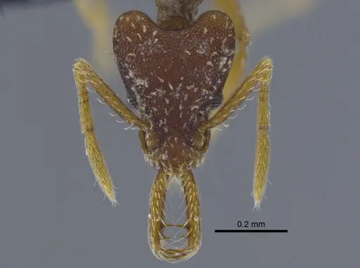 Strumigenys biolleyi - CBUMAGENT41986
