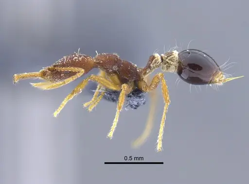 Strumigenys biolleyi - CBUMAGENT41986