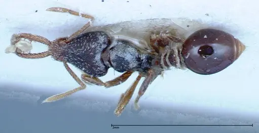 Strumigenys biolleyi - FOCOL0187