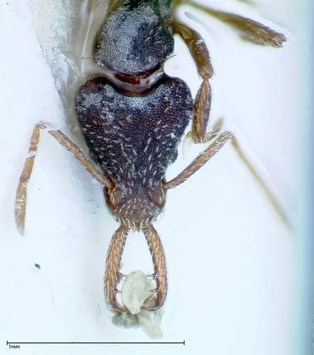 Strumigenys biolleyi - FOCOL0187