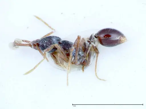 Strumigenys biolleyi - FOCOL0187