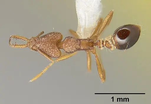 Strumigenys biolleyi - JTLC000003333