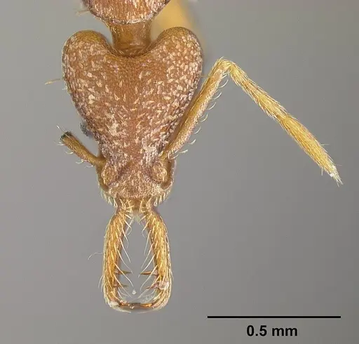 Strumigenys biolleyi - JTLC000003333