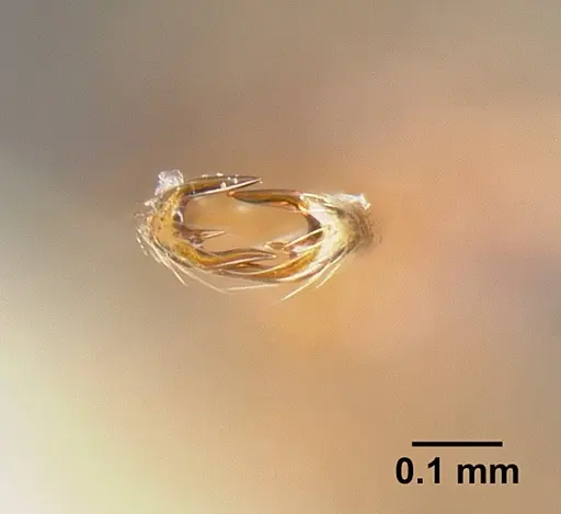 Strumigenys biolleyi - JTLC000003333