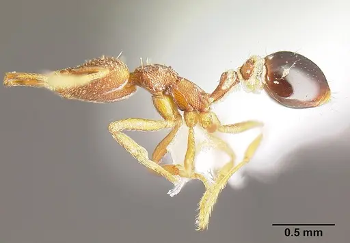 Strumigenys biolleyi - JTLC000003333