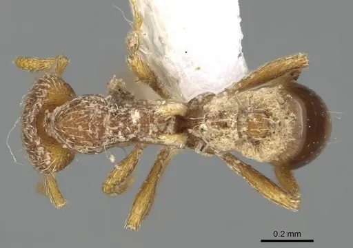 Strumigenys biroi specimen