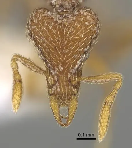 Strumigenys biroi specimen