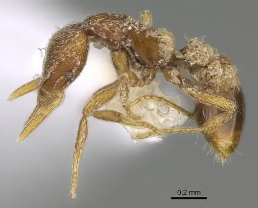 Strumigenys biroi specimen