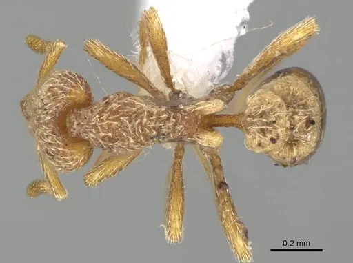 Strumigenys biroi - CASENT0216908