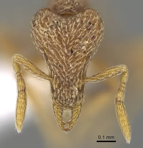 Strumigenys biroi - CASENT0216908