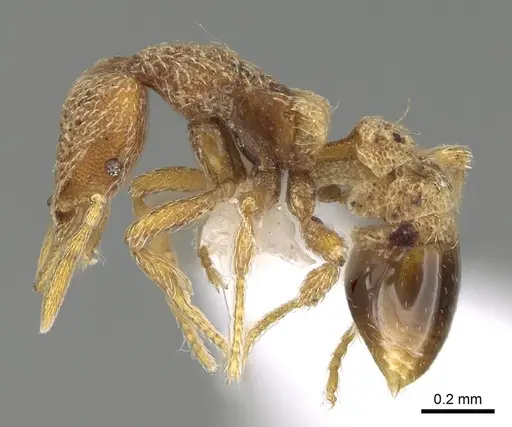 Strumigenys biroi - CASENT0216908